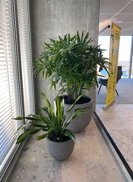 The benefits of indoor plants during & after Covid-19
