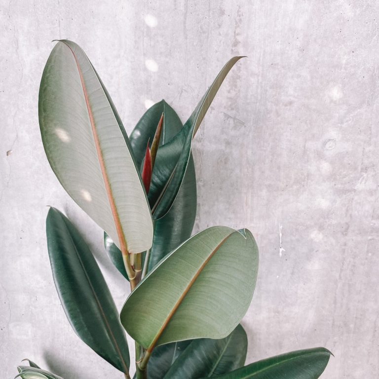 Rubber plant green ficus