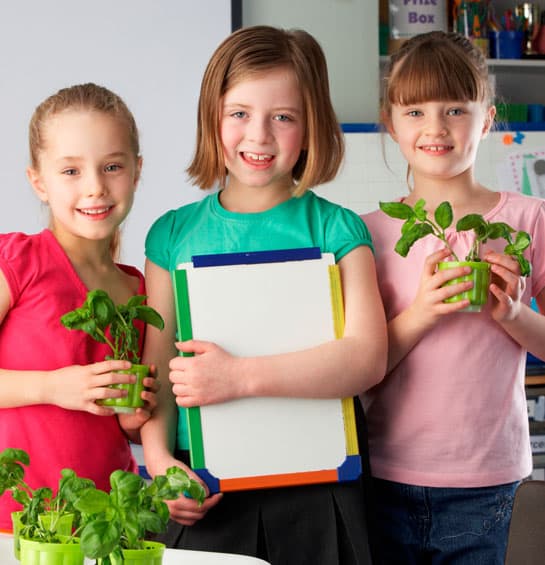 Other Benefits of Plants in Classrooms