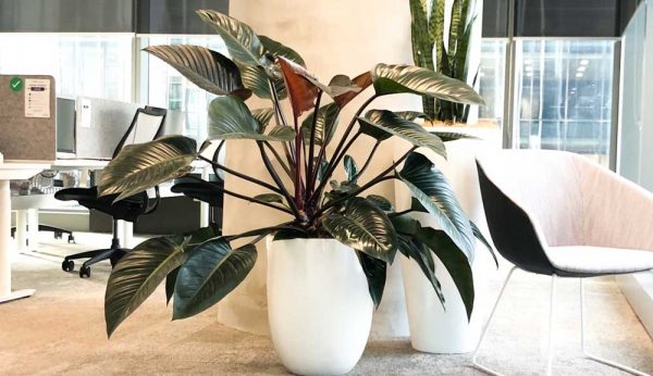 The Strelitzia, more commonly known as the “Bird of Paradise” is a great office plant