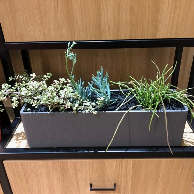 Succulents in a trough green pot - Star office