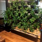 Pot plant vertical wall hire