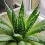 Aloe vera - best indoor plants for your health