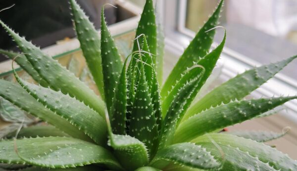 Aloe vera - best indoor plants for your health