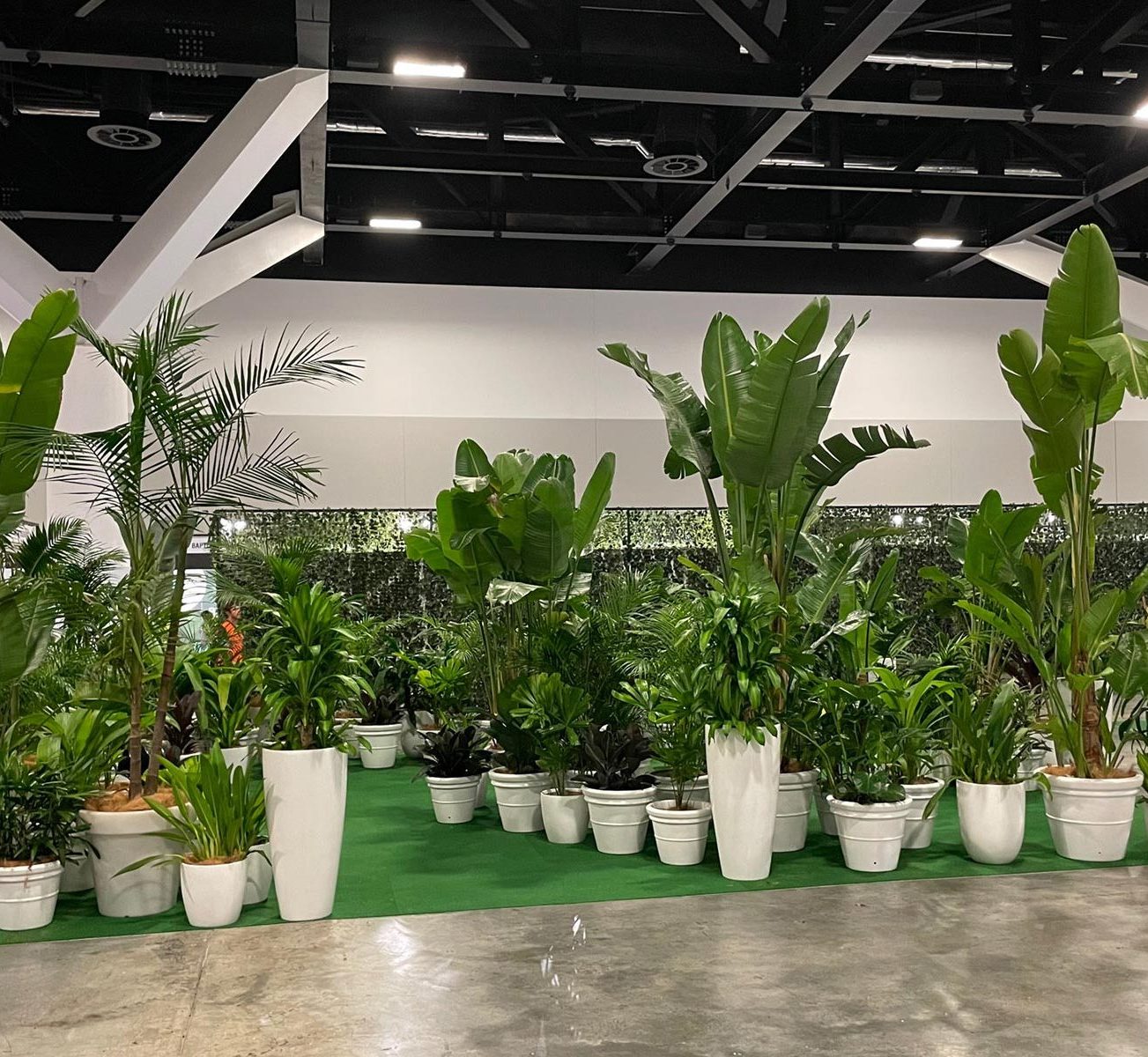 Tropical Plant Rentals has a range of the best indoor plants for your health