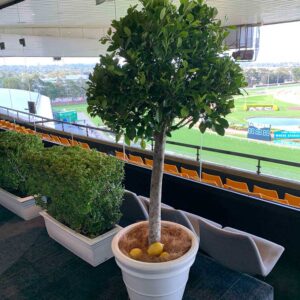 Event Plant Hire at a Stadium