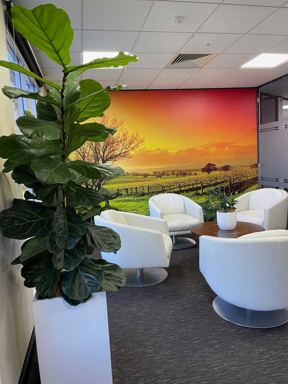 Indoor office plant hire
