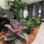 Indoor Plant Hire Display