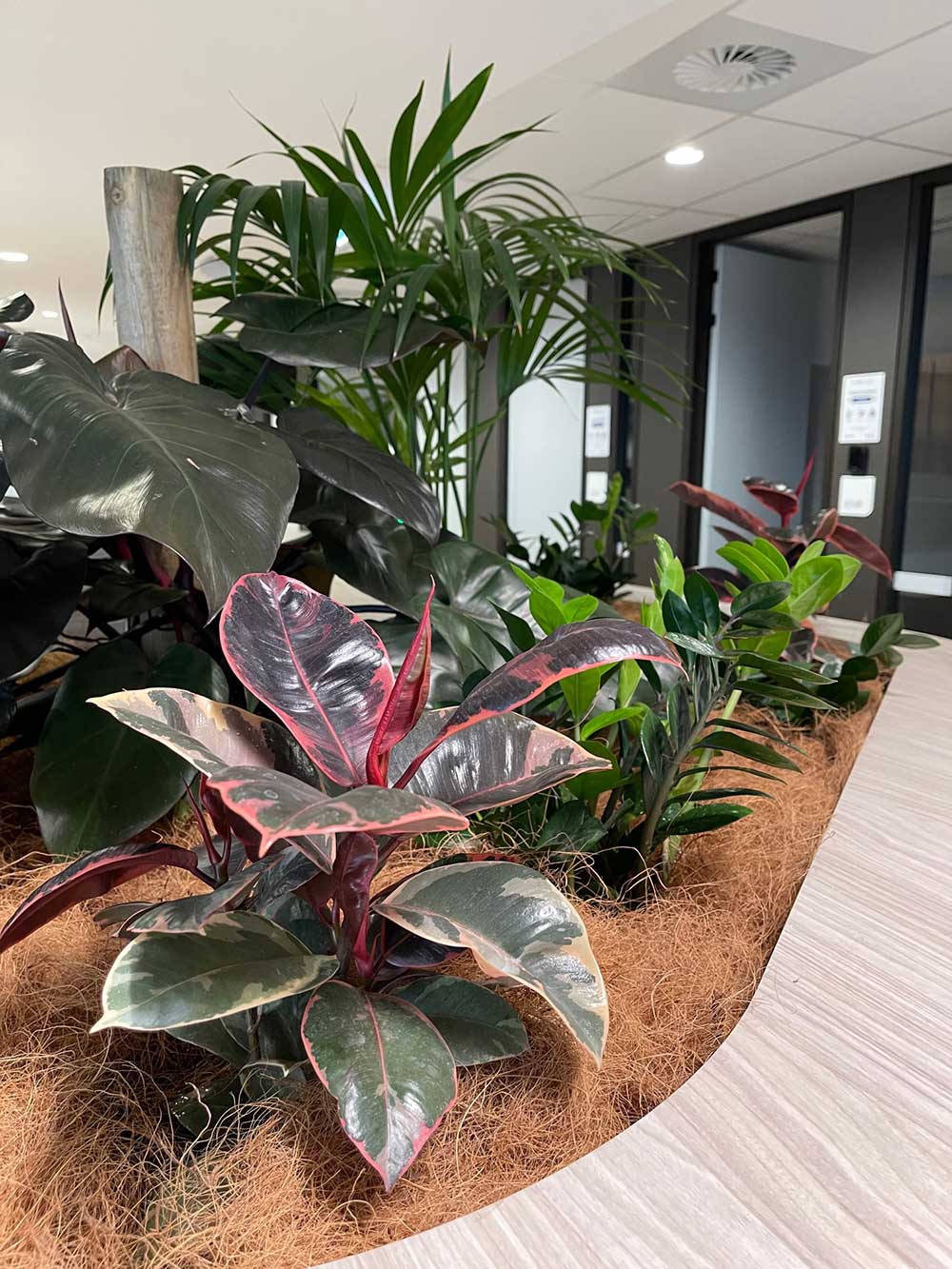 Western Sydney Indoor Plant Hire Display
