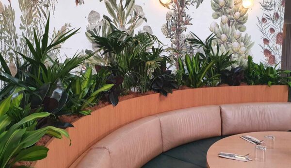 The Best Low Light Indoor Plants for your Office Space