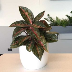 Chinese Evergreen – one of the most durable indoor plants and perfect as a low light indoor plan