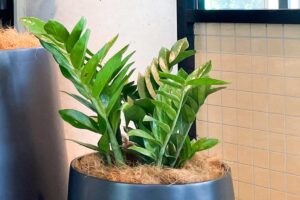 The best indoor Plants for a clean air - ZZ Plant