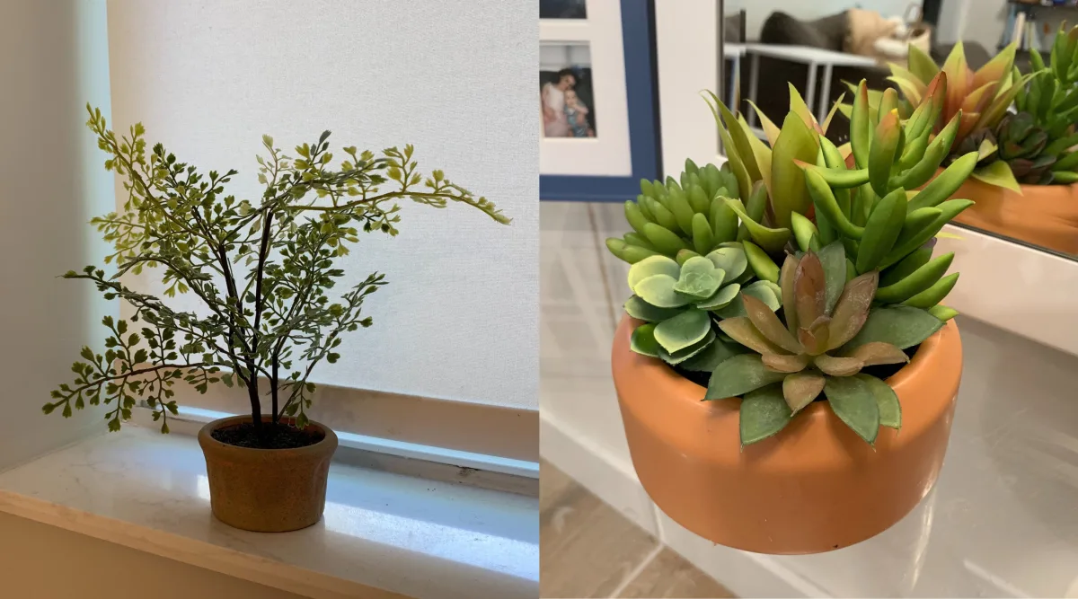 real vs fake plants