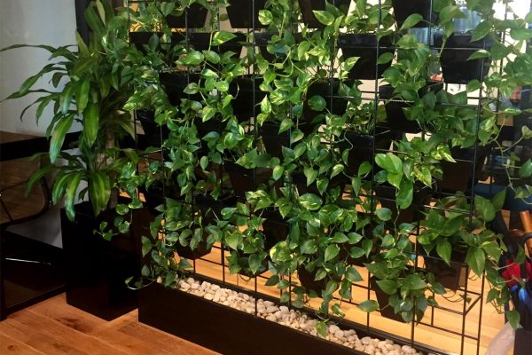 Pot plant vertical wall hire