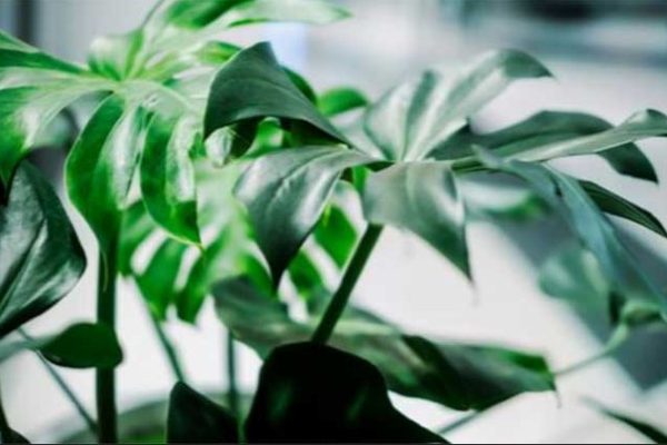 indoor plant rentals