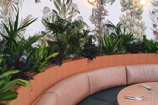 The Best Low Light Indoor Plants for your Office Space