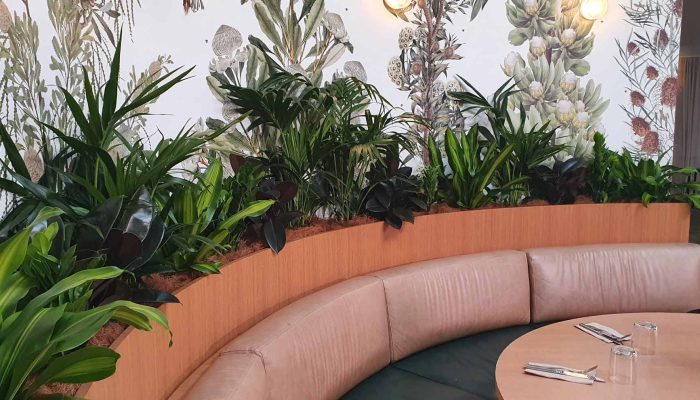 The Best Low Light Indoor Plants for your Office Space