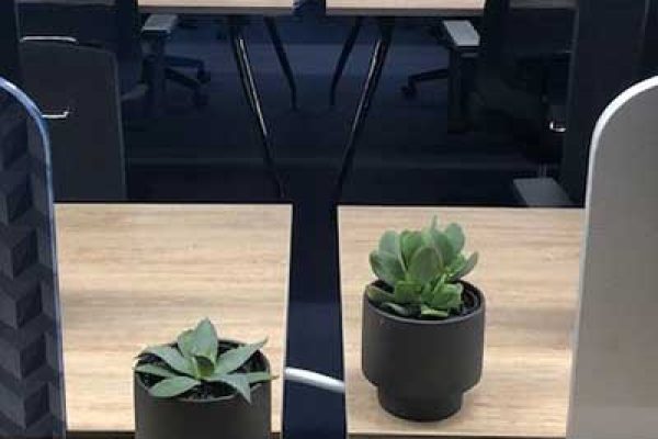 Michael cooke desk plant