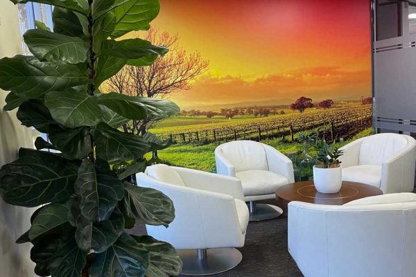 Indoor office plant hire