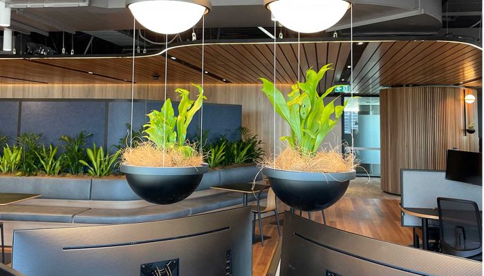 Hanging pot plants