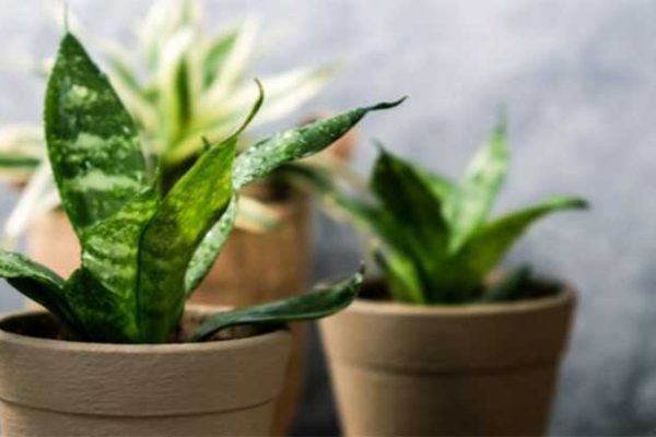 indoor plants in pots