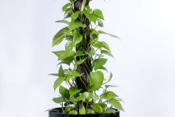 pothos devils ivy top 5 indoor plants hire