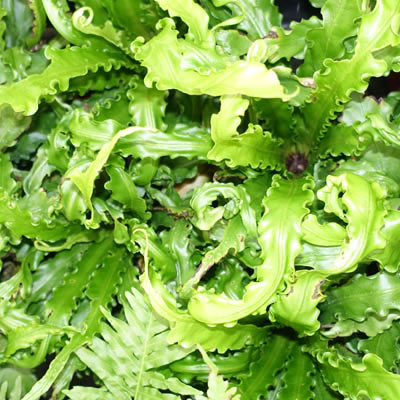 Sample Plant Selection for Internal Green Walls