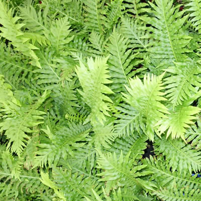 Blechnum Fern