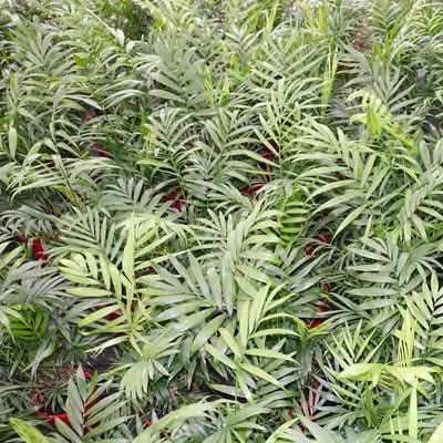 Parlour Palm