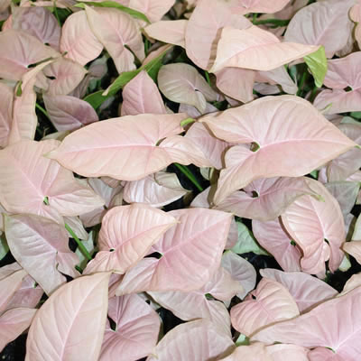 Pink Syngonium