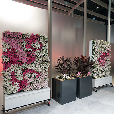 client-rbg-green-wall-cabinet-wall-pointsettia-400x400