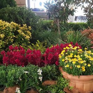 Tropical Plant rentals - Autumnal theme