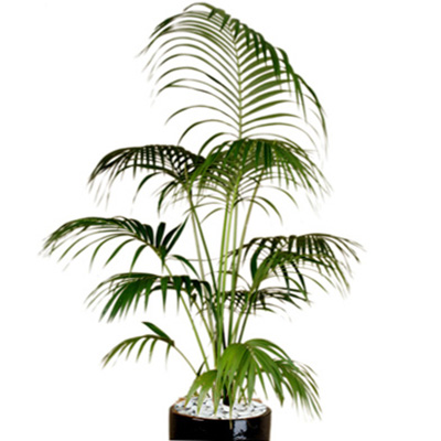 Kentia Palm