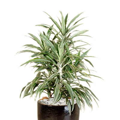 Dracaena deremensis