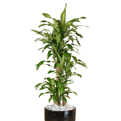 Happy plant in black pot