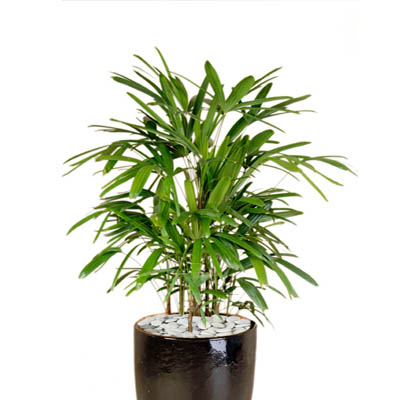 Rhapis-Palm
