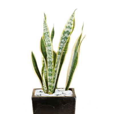 Sanseveria-250mm