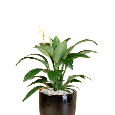 Spathiphyllum