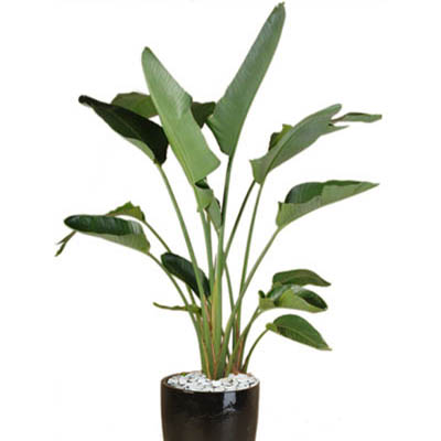 Strelitzia plant