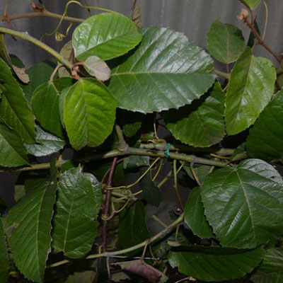 Event Prop Hire - Vines prop for special effects