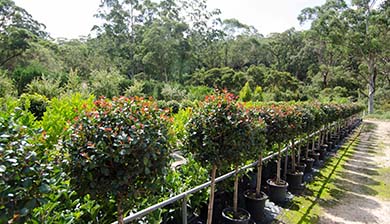 casual-nursery-open-stock-topiary-ball