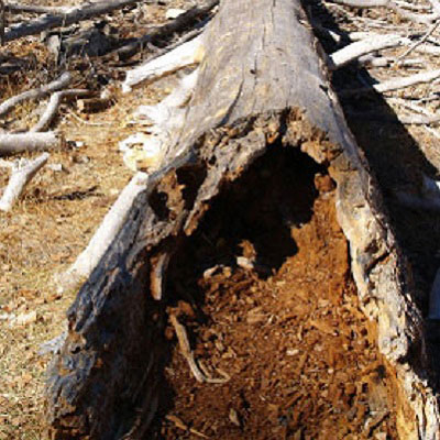 Event prop hire - Short term hire stump prop