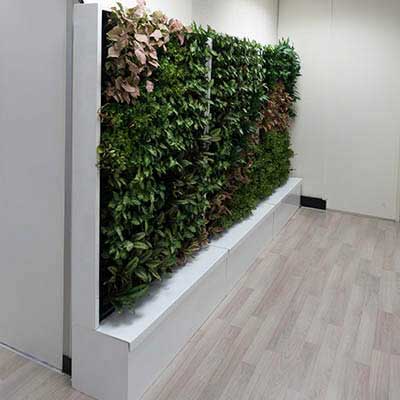 Korea Songgum Green Wall