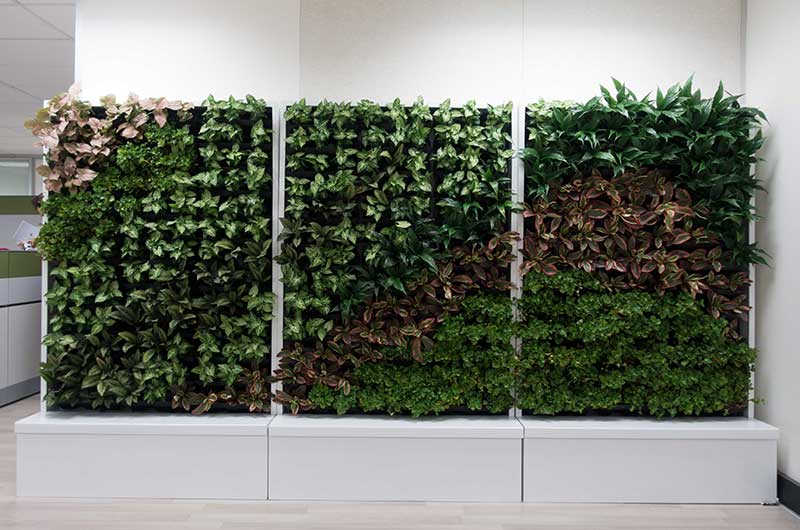 oakwood cabinet green wall