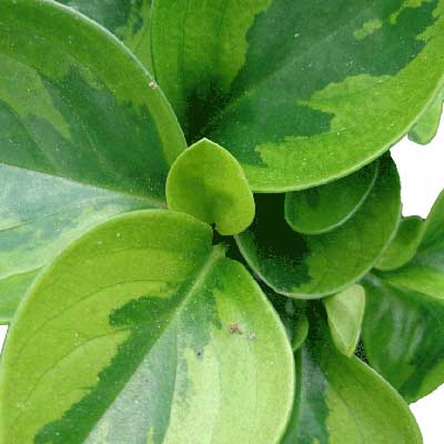 Lemon Lime Peperomia