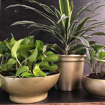 trio gold bowls custom colour match trio gold bowls custom colour match