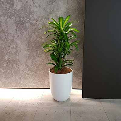 happy plant white cone coconut fibre happy plant white cone coconut fibre