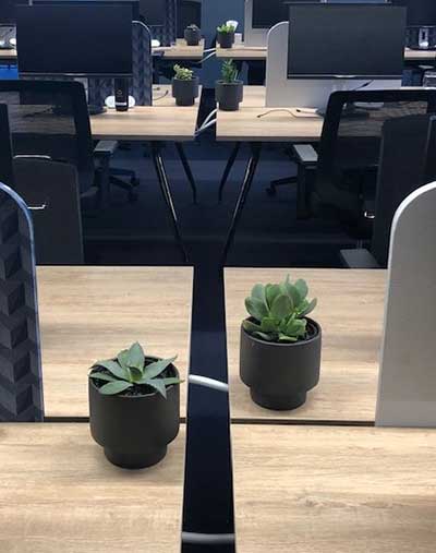 Michael cooke desk plant