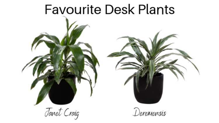 Dracaena Janet Craig