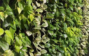 Green wall of leaves